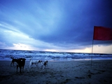 nilavelli-beach-dogs